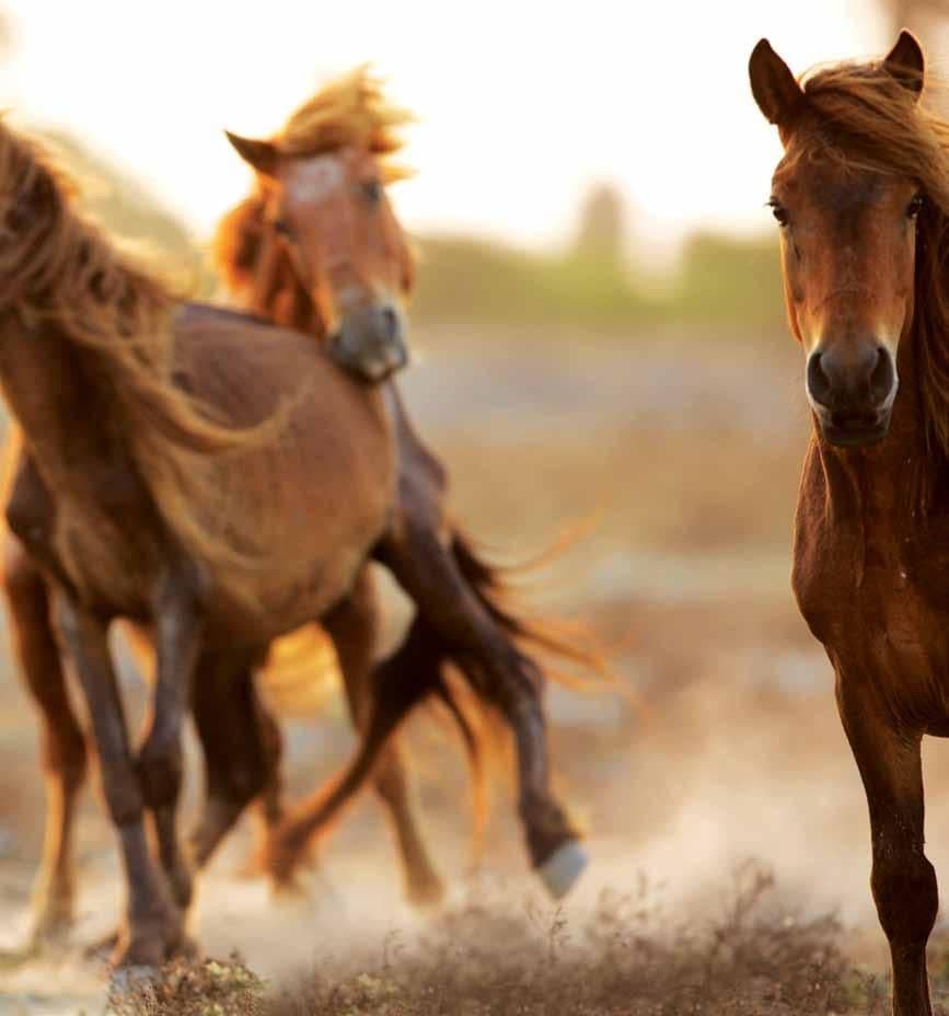 Delft Island: The Wild Outpost