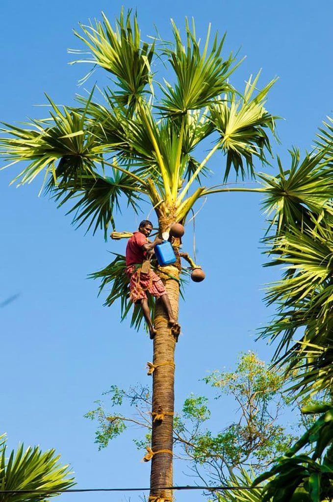 Drinking Palmyra Toddy: A Local Experience You Can't Miss